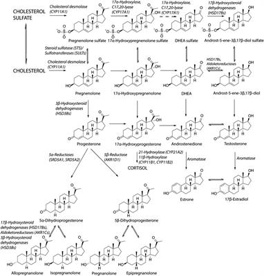 Steroid Sulfation in Neurodegenerative Diseases